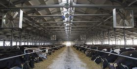 Организация мясо молочной фермы на 1200 дойных коров,  с возможностью поэтапного увеличения поголовья