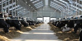 Молочная ферма на 1200 дойных голов