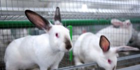 Создание кролиководческого комплекса по производству диетического мяса и выращиванию репродуктивного поголовья
