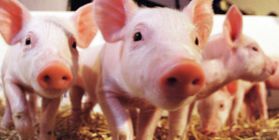 Развитие отрасли свиноводства с полным циклом производства и переработки мяса в Тайшетском районе