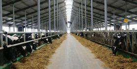 Строительство комплекса по производству мяса говядины и молока